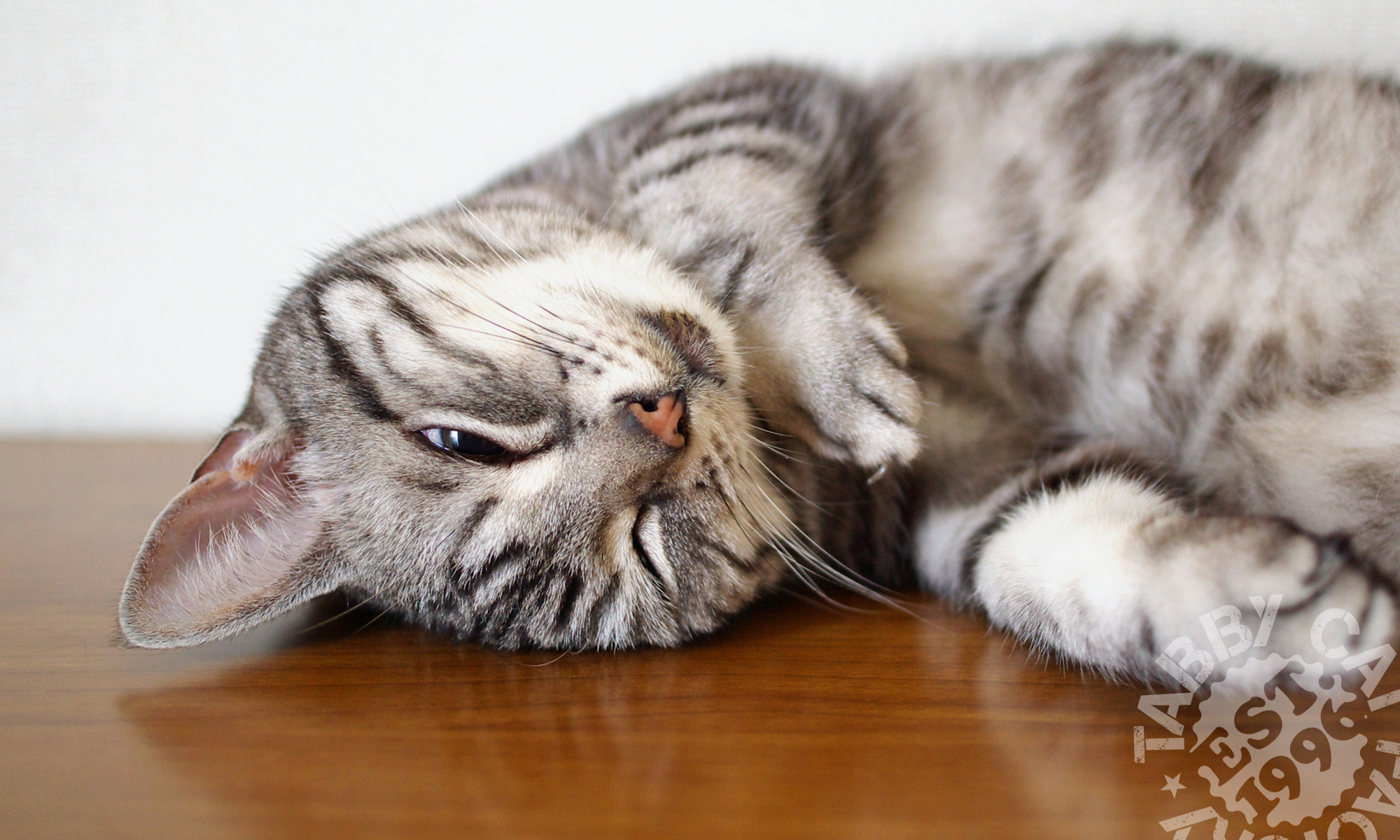 Tabby Cat Factory